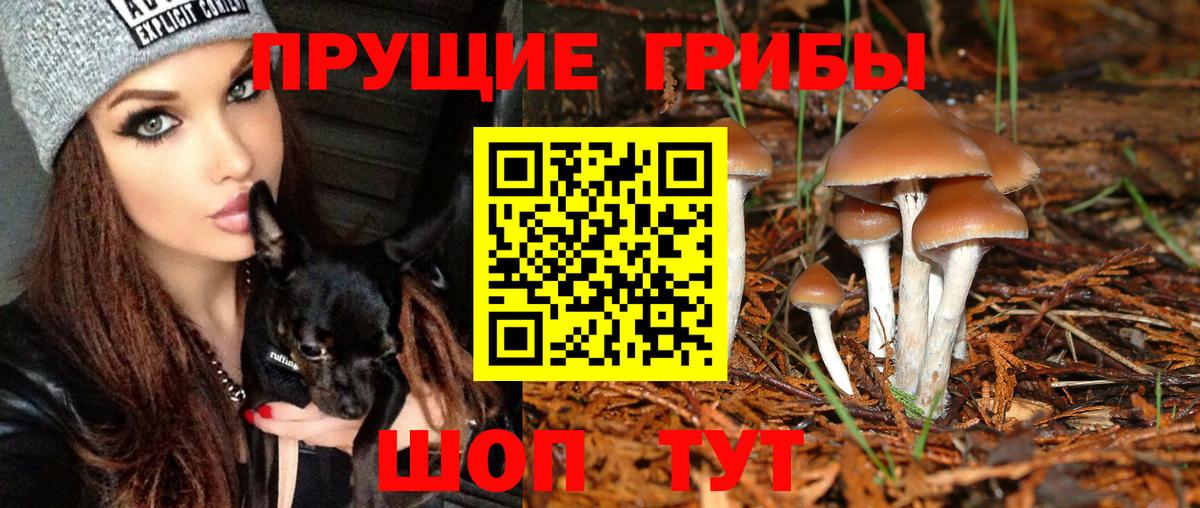 Зеленогорск  Псилоцибиновые грибы Psilocybe  Вход с VPN 